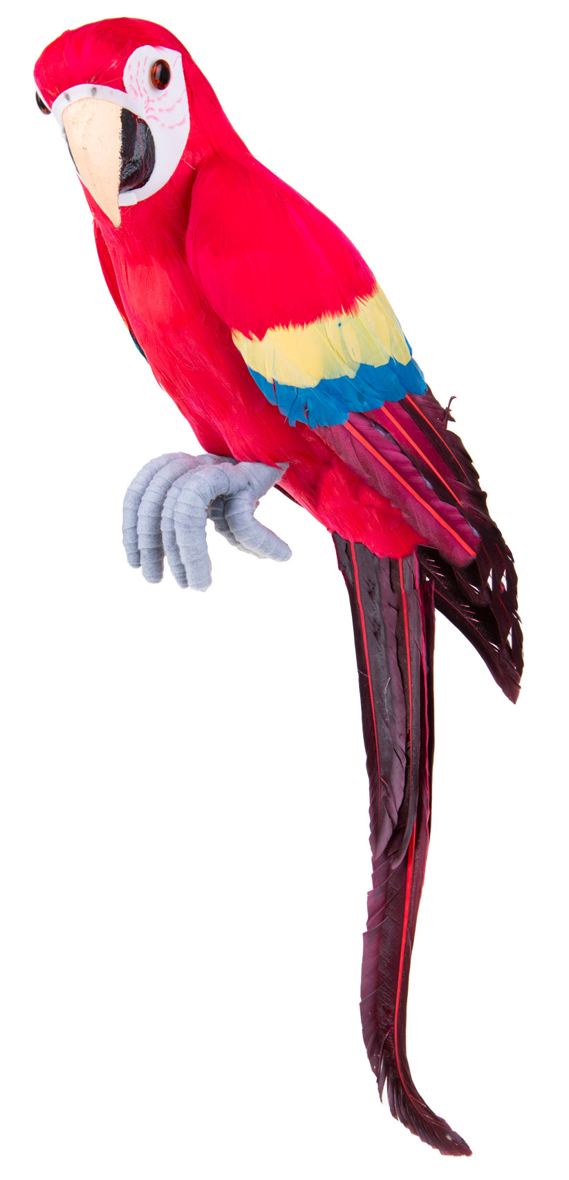 Pappagallo H 70 cm