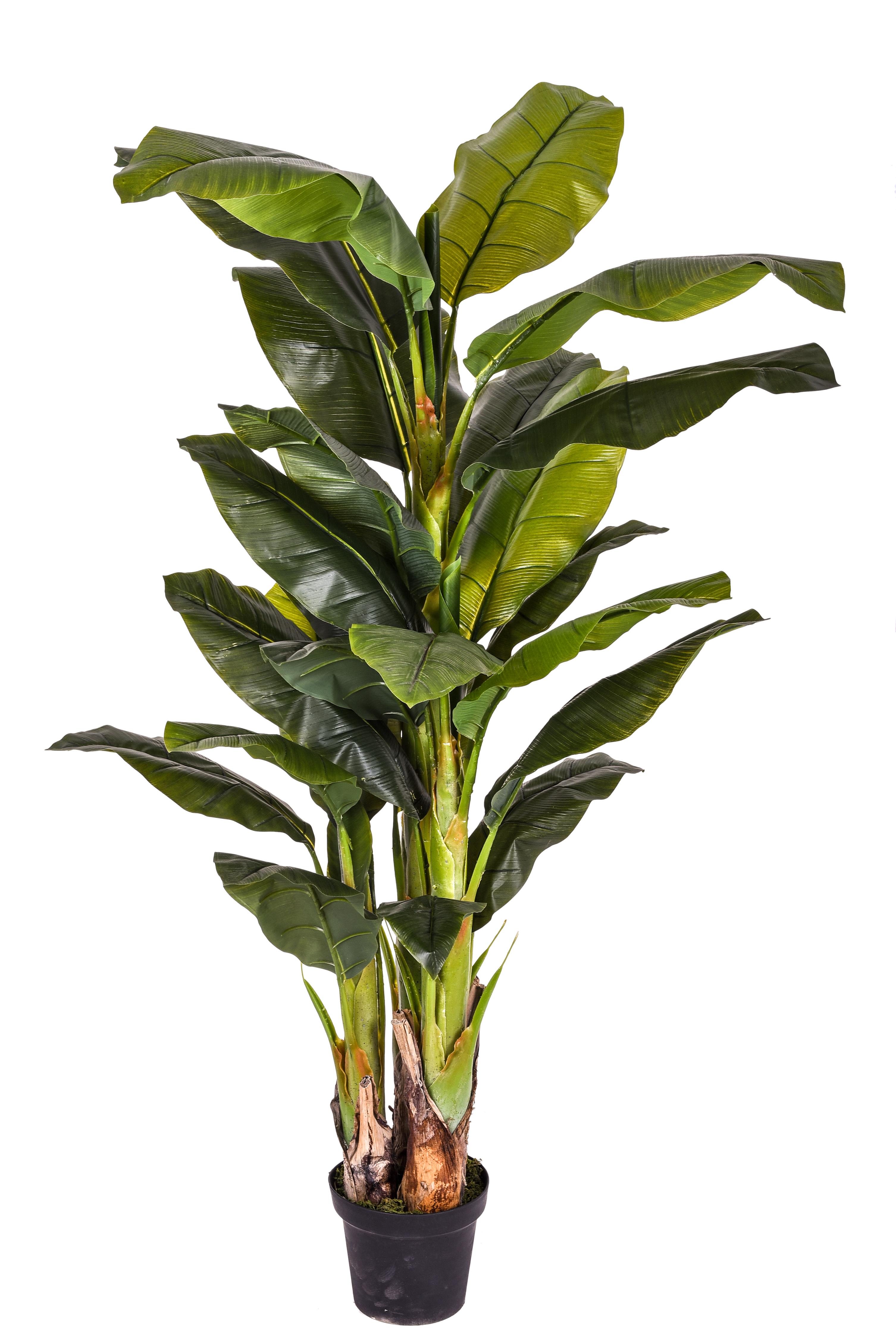 Pianta Artificiale Banana con Vaso H 180 cm