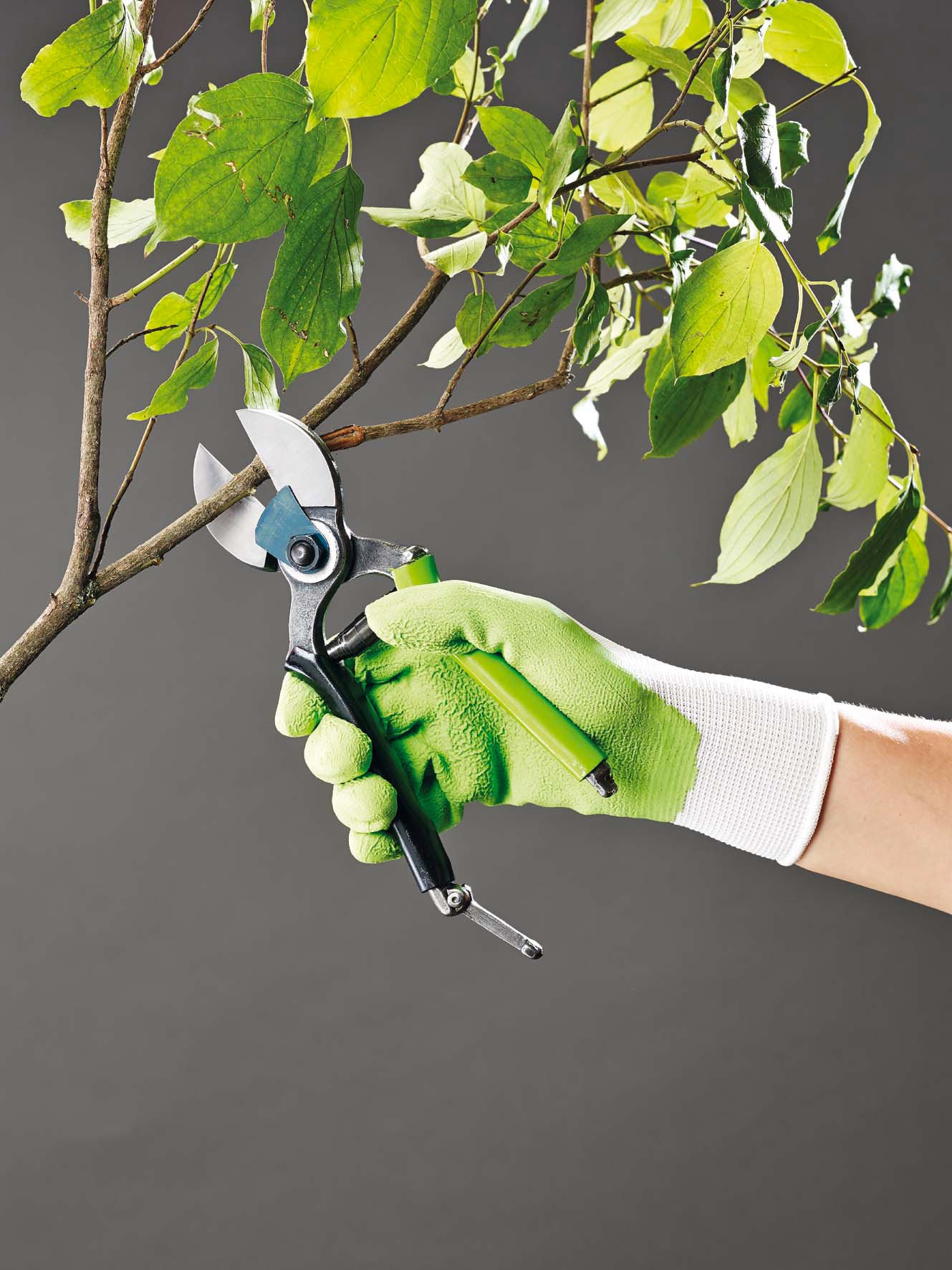 Forbice per Potatura Alberi da Frutto Ø20 mm in Acciaio sk5 Rama...