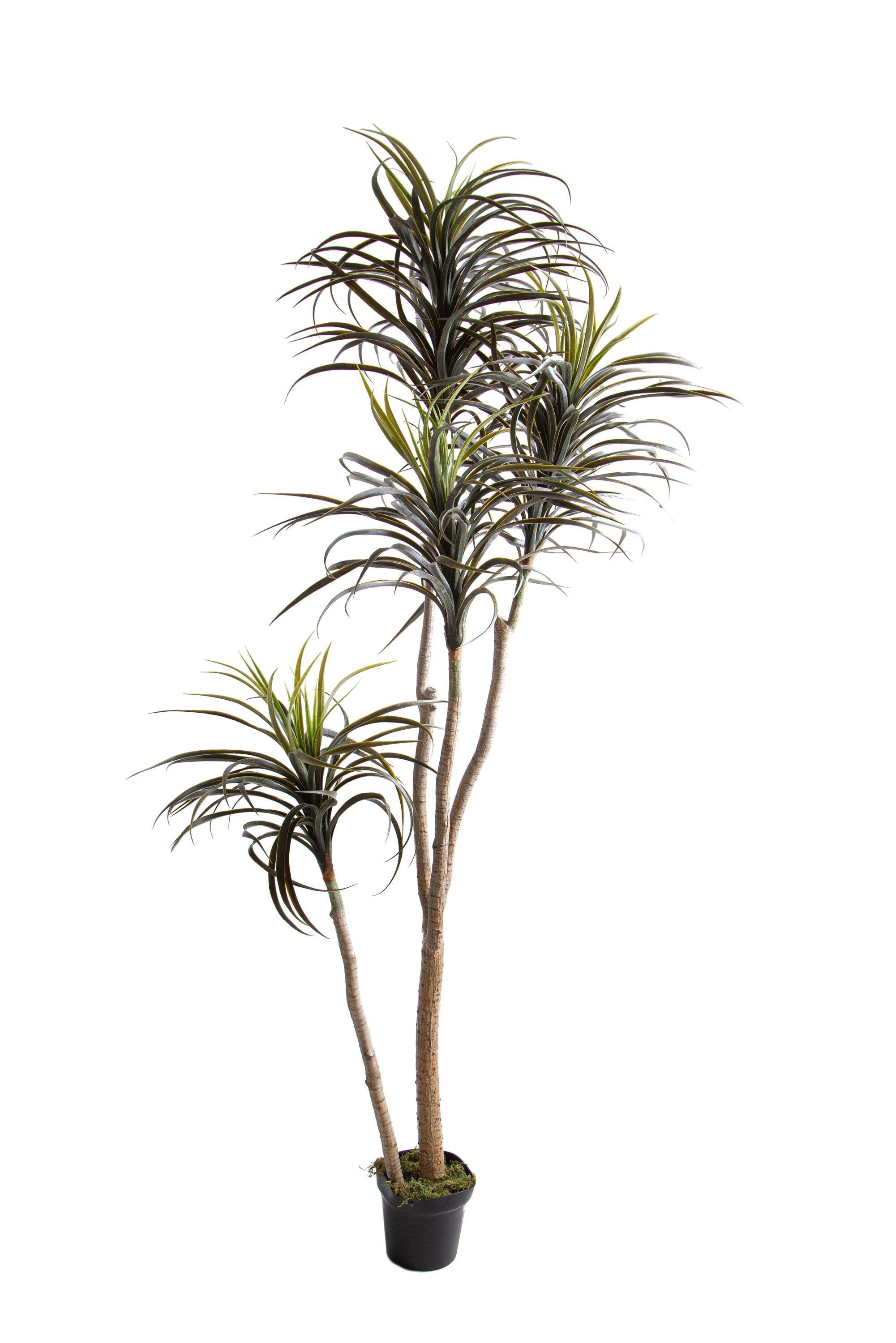 Pianta Artificiale Nolina Recurvata H 210 cm
