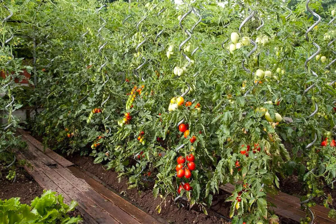 Soportes Para Plantas En Espiral 50 Pcs 110 Cm De Acero V3502 Unico / Verde | Leroy Merlin - Foto 3