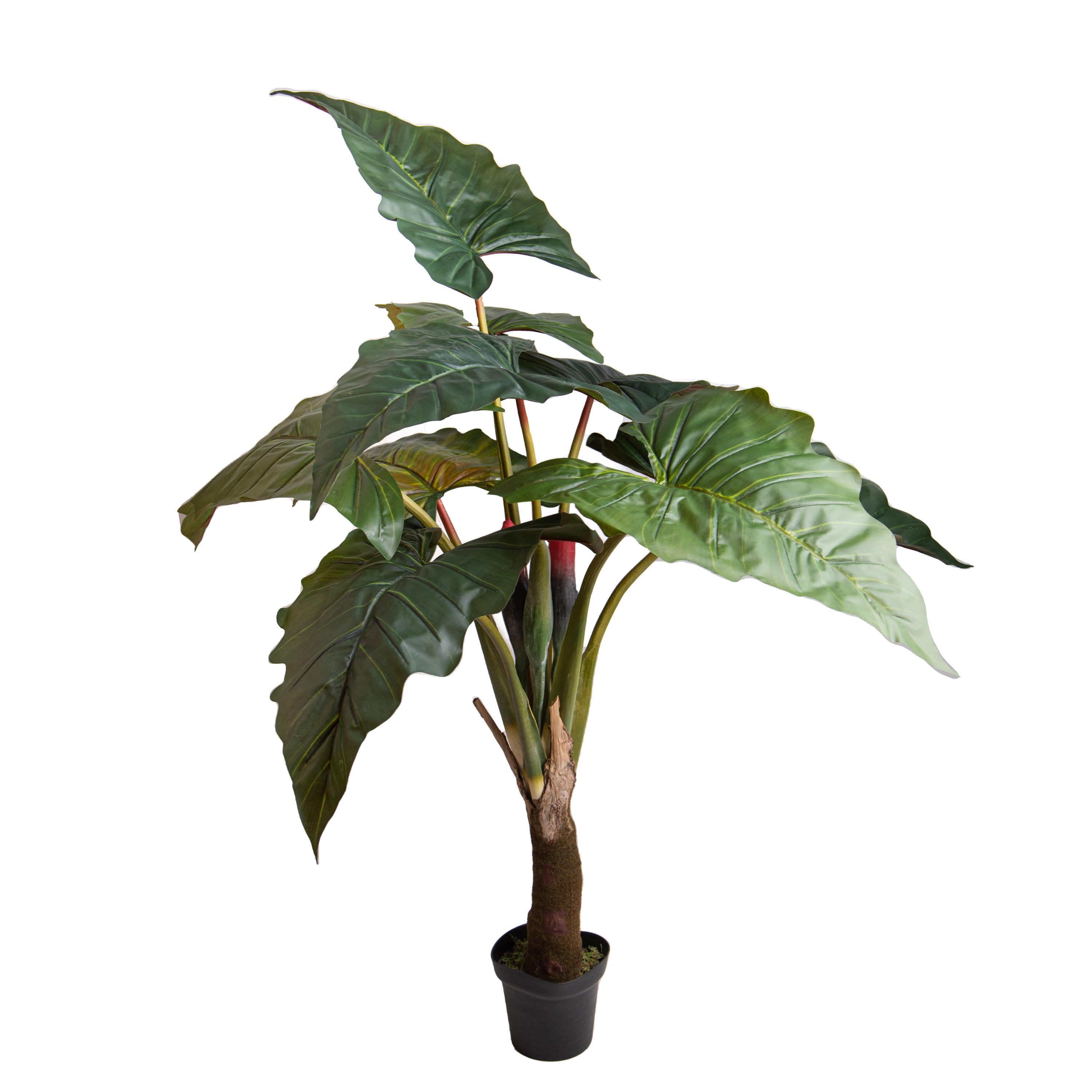 Colocasia Esculenta H 165 cm
